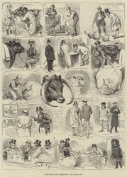 Sketches at the Birmingham Fat Cattle Show